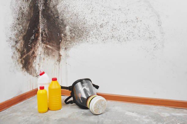 Best Emergency Mold Removal  in Seabrook, TX
