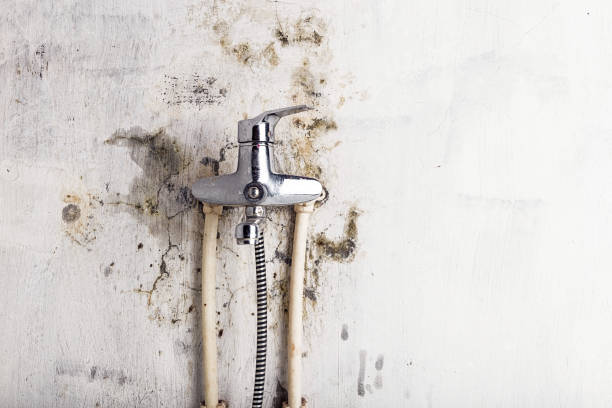 Best Mold Removal Company Near Me  in Seabrook, TX