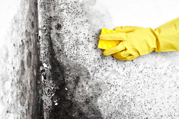 Certified Mold Removal in Seabrook, TX