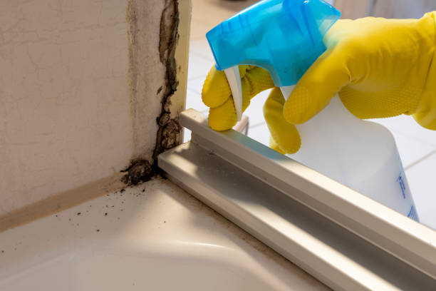 Best Certified Mold Removal  in Seabrook, TX