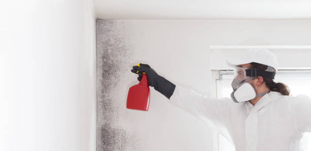Best Certified Mold Removal  in Seabrook, TX