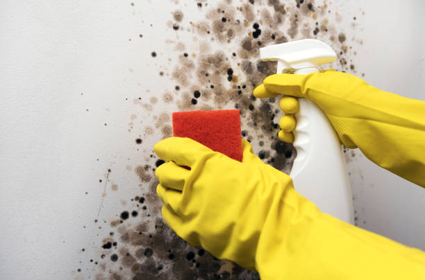 Best Office Mold Removal Services  in Seabrook, TX