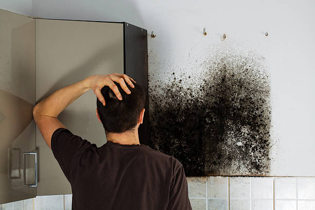 Best Emergency Mold Removal  in Seabrook, TX