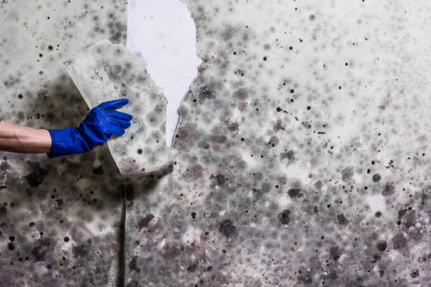 Best Crawl Space Mold Removal  in Seabrook, TX